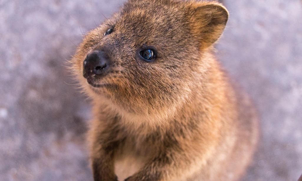 Quokka - Loài động vật hạnh phúc nhất thế giới. Ảnh: Grunge.