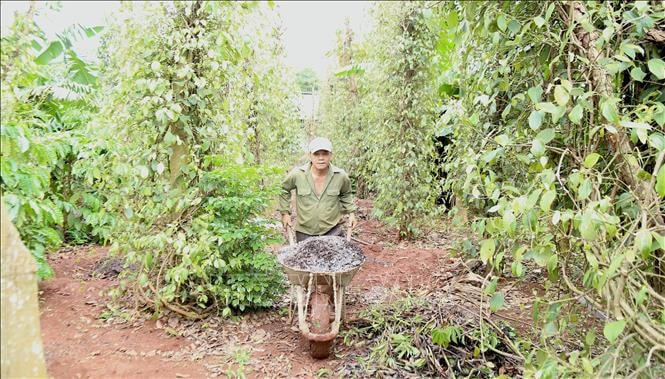 Người dân trở lại sinh hoạt thường nhật sau sự việc nhóm đối tượng dùng súng, dao tấn công trụ sở UBND xã Ea Tiêu và Ea Ktur, huyện Cư Kuin, tỉnh Đắk Lắk. Ảnh: Quang Thái/TTXVN.