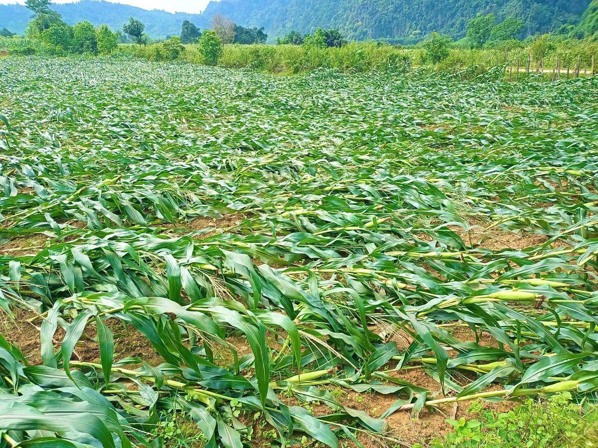 Lốc xoáy xảy ra nhiều nơi ở huyện miền núi Quảng Bình.