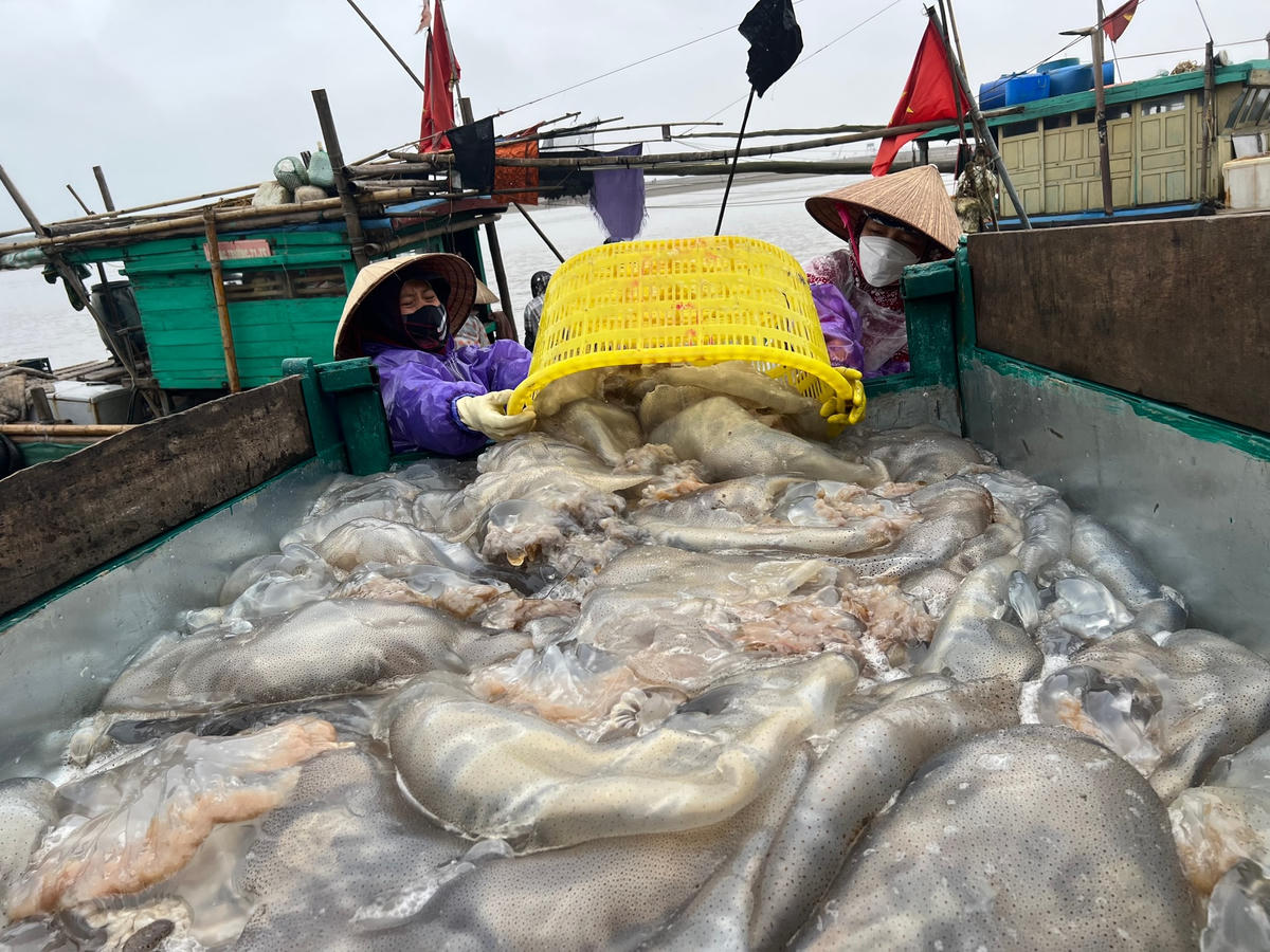 Với giá sứa tươi trên đang giao động từ 20.000 - 25.000 đồng/con, mỗi ngày, một bè mảng có thể thu về từ 2-5 triệu đồng. Nhờ hiệu quả mang lại từ con sứa, nhiều ngư dân ở Hoằng Trường đã đầu tư tàu công suất lớn, vươn khơi khai thác sứa tại các vùng biển Vân Đồn (Quảng Ninh), Cô Tô (Hải Phòng)... Sứa sau khi khai thác được bán luôn trên biển cho đội tàu dịch vụ của các tỉnh bạn.  