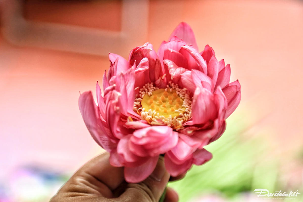 tra_sen-le-khanh7.jpg