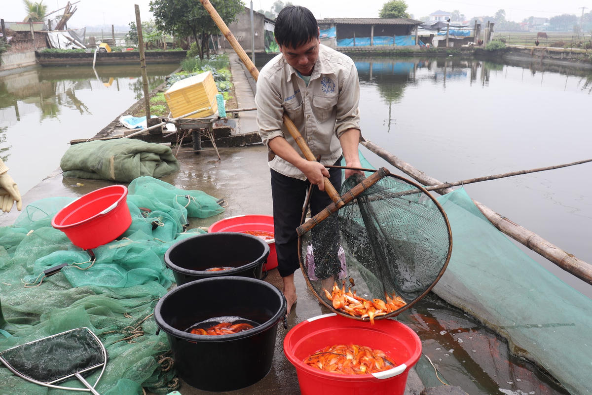 Anh Nguyễn Văn Tuyên, (trú thôn Tân Hậu, thị trấn Tân Phong), nuôi hơn 5 tạ cá chép đỏ cho biết, năm nay, giá bán cá chép đỏ tại thị trấn Tân Phong trung bình cho thương lái từ 100.000 đồng/kg – 120.000 đồng/kg (loại 20-40 con/kg).