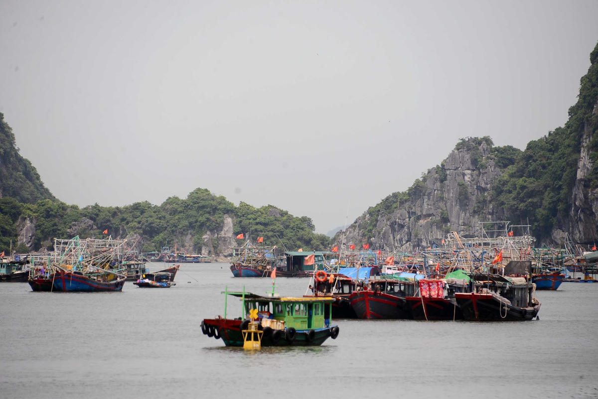 Tàu đánh cá về tránh trú bão ven bờ vịnh Hạ Long.Ảnh: Nguyễn Quý