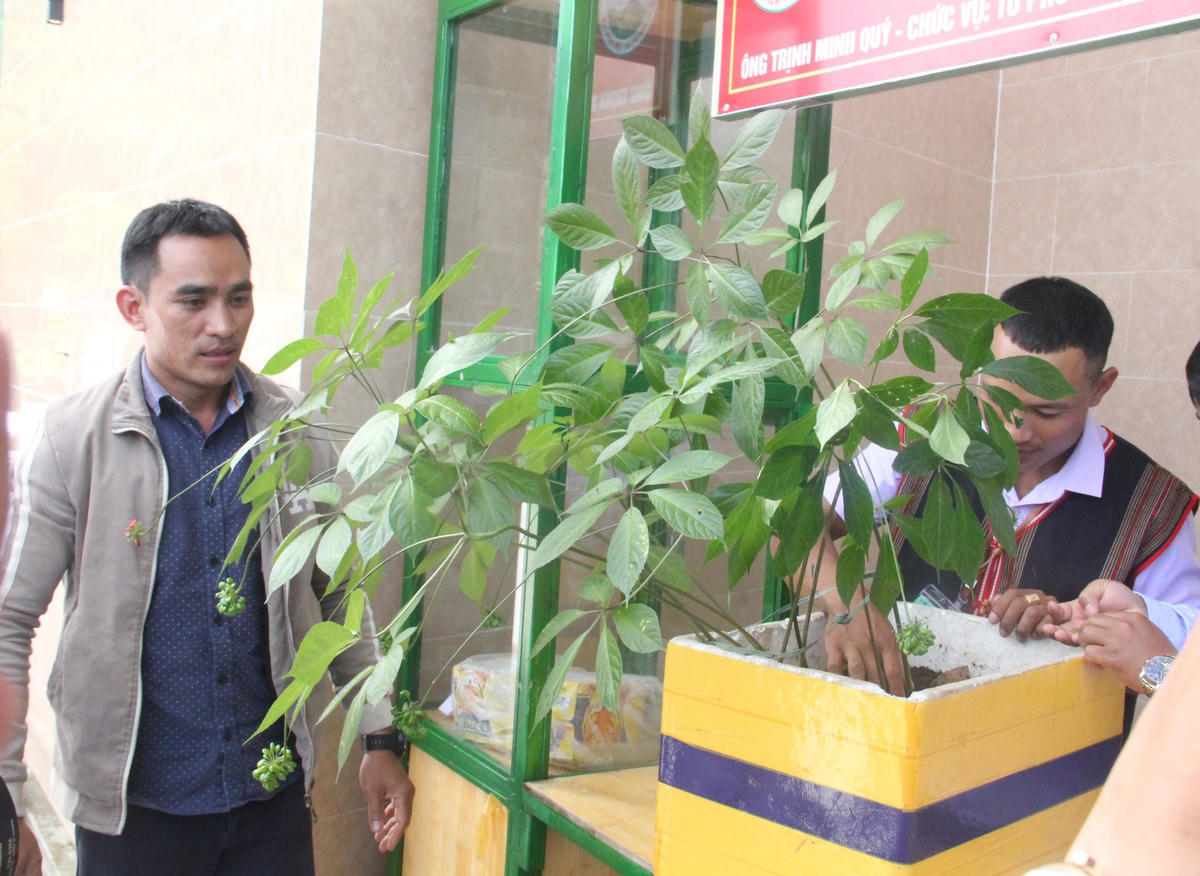 Cây sâm Ngọc Linh cao khoảng 50 cm.