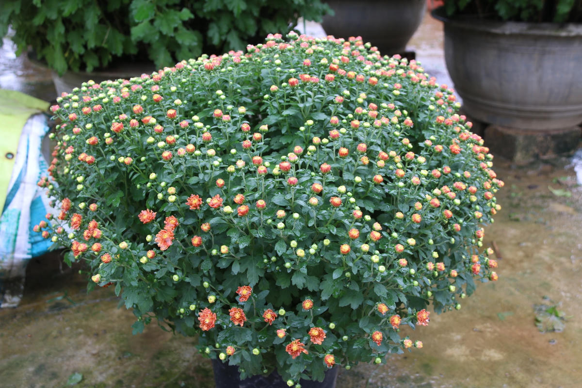 Người dân An Lạc ‘đội mưa’ tất bật chăm sóc hoa Tết