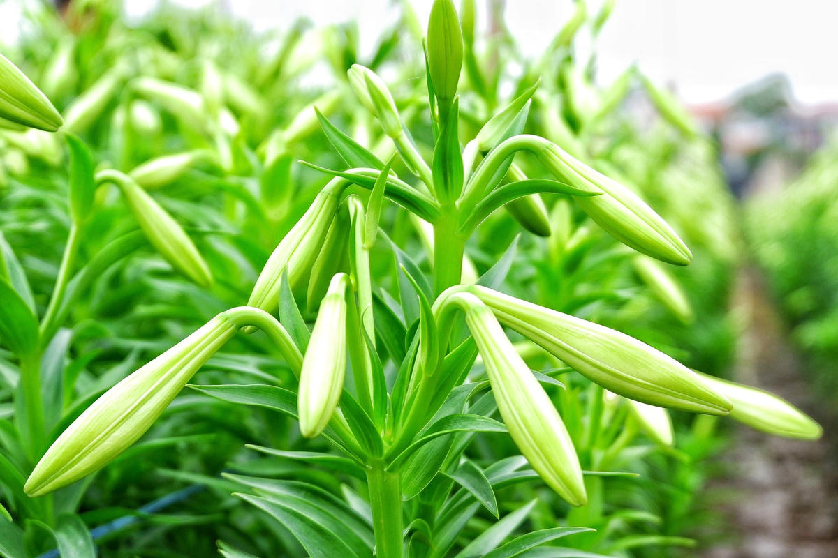 Khác với những loài hoa khác, loa kèn phải mất từ 6-8 tháng mới có thể thu hoạch.