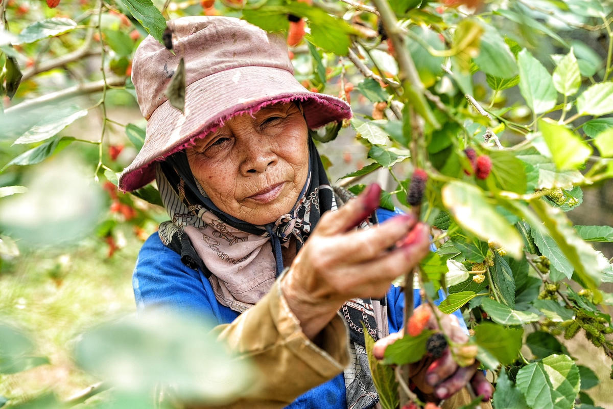 Nhờ vậy, cuộc sống của người nông dân được cải thiện.