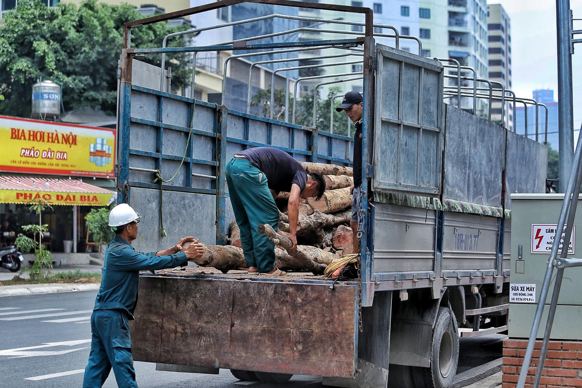 Từng thân cây được cắt bỏ, xếp gọn lên xe tải.