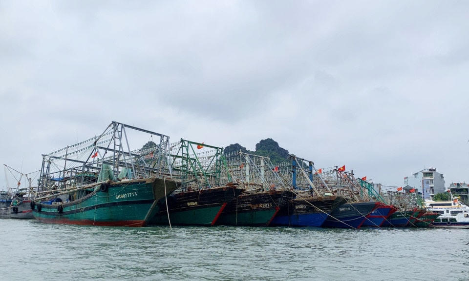 Tàu thuyền đã neo đậu an toàn. (Ảnh minh họa: Báo Quảng Ninh)