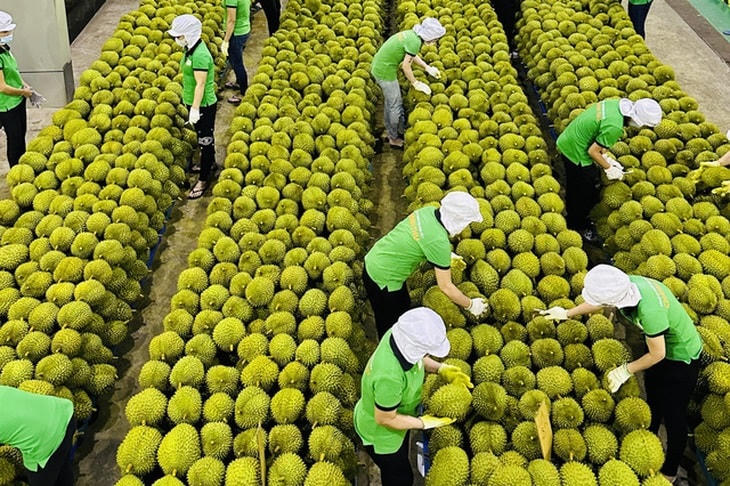 Sầu riêng - mặt hàng xuất khẩu của Việt Nam được nhiều thị trường ưa chuộng.