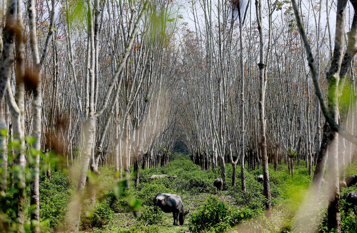 Khi những vườn cây bắt đầu rụng lá những cây cao su chỉ còn những cành cây khẳng khiu.