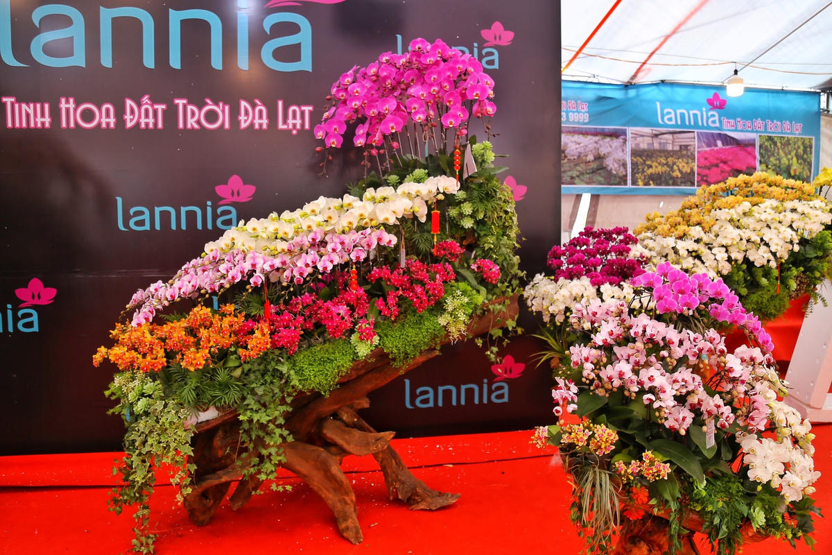 Hà Nội: Chậu lan hồ điệp khổng lồ 'hét' giá 1,6 tỷ đồng