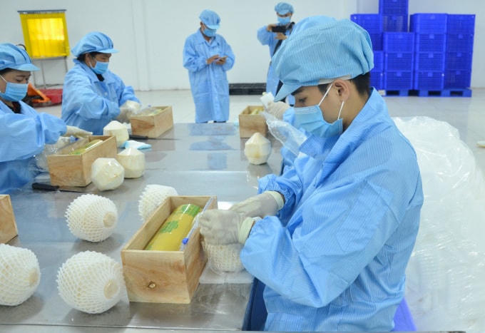 Trái dừa nhiều cơ hội để tăng trưởng xuất khẩu.