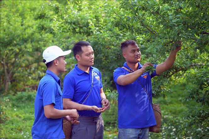 Anh Nguyễn Đức Cảnh (bên phải), bản Kim Sơn 2, xã Yên Sơn, huyện Yên Châu chia sẻ kỹ thuật chăm sóc cây mận cho đoàn viên thanh niên.
