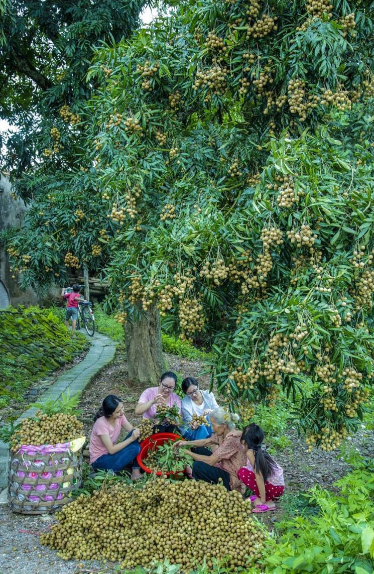 Dưới gốc nhãn lồng.