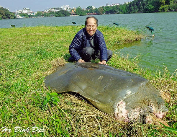 PGS.TS Hà Đình Đức bên "cụ" rùa hồ Hoàn Kiếm (ngày 8/12/2014).  