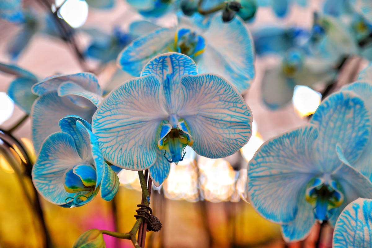 Hà Nội: Chậu lan hồ điệp khổng lồ 'hét' giá 1,6 tỷ đồng