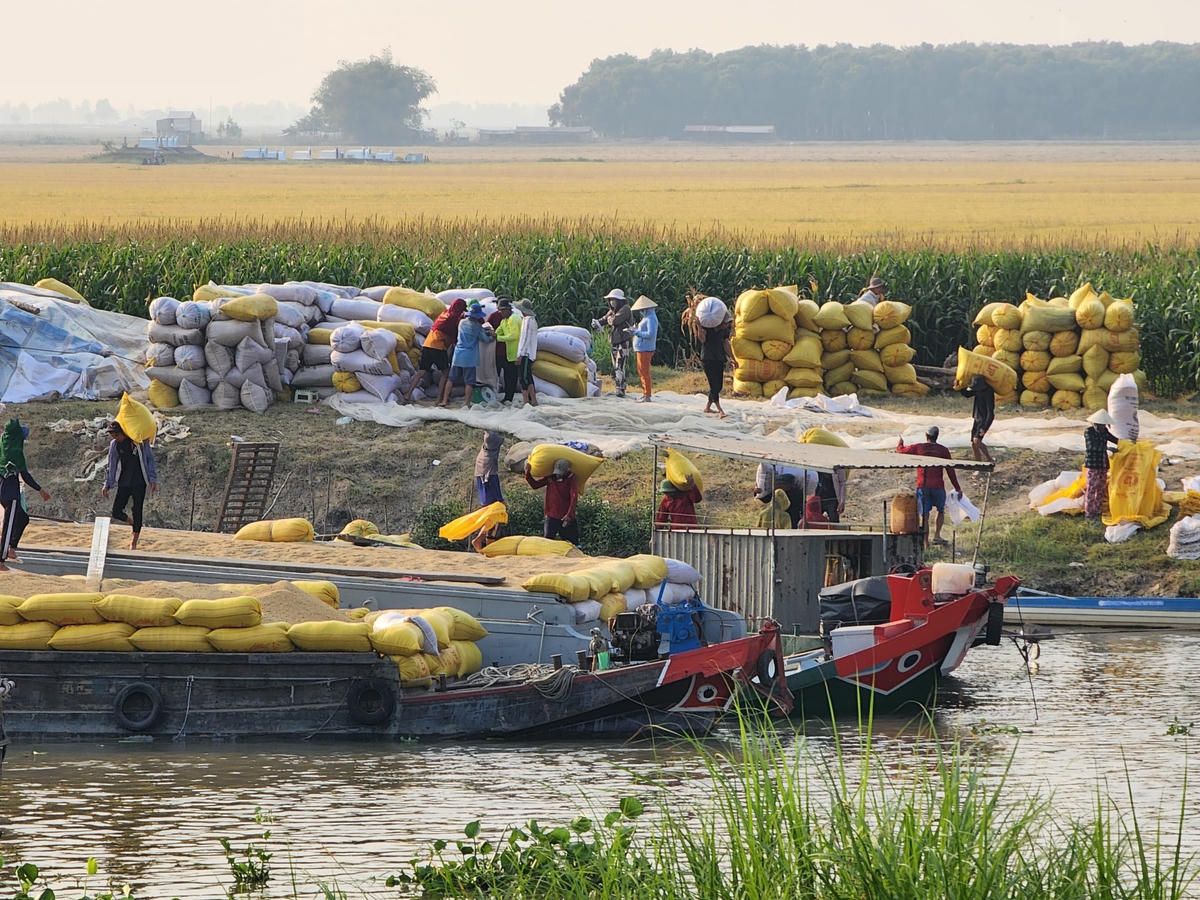 Thương lái thu mua lúa tại An Giang.