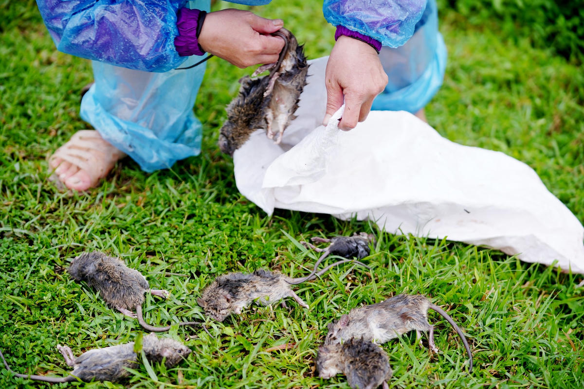 Chuột sau khi bị đập chết sẽ được người dân tập kết về một điểm để rải vôi, chôn lấp. Qua đó, giúp bà con nông dân giảm thiệt hại do bị chuột phá ở vụ mùa sắp tới. Ảnh: Cẩm Kỳ