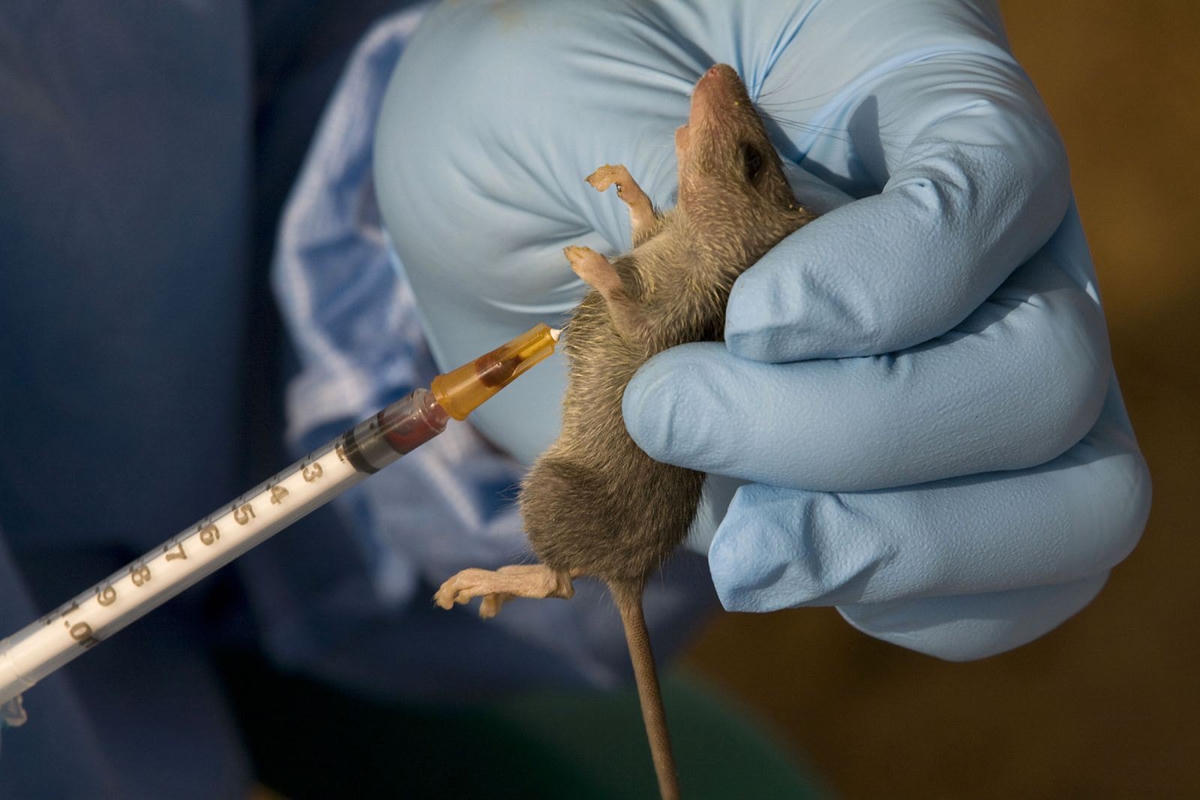 Chuột được xác định là trung gian lây virus sốt Lassa sang người