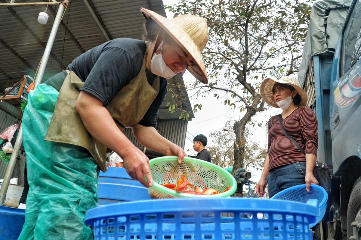 Theo một số thương lái cho biết, cá vàng ở đây chủ yếu có nguồn gốc từ các tỉnh như Nam Định, Vĩnh Phúc, Phú Thọ...