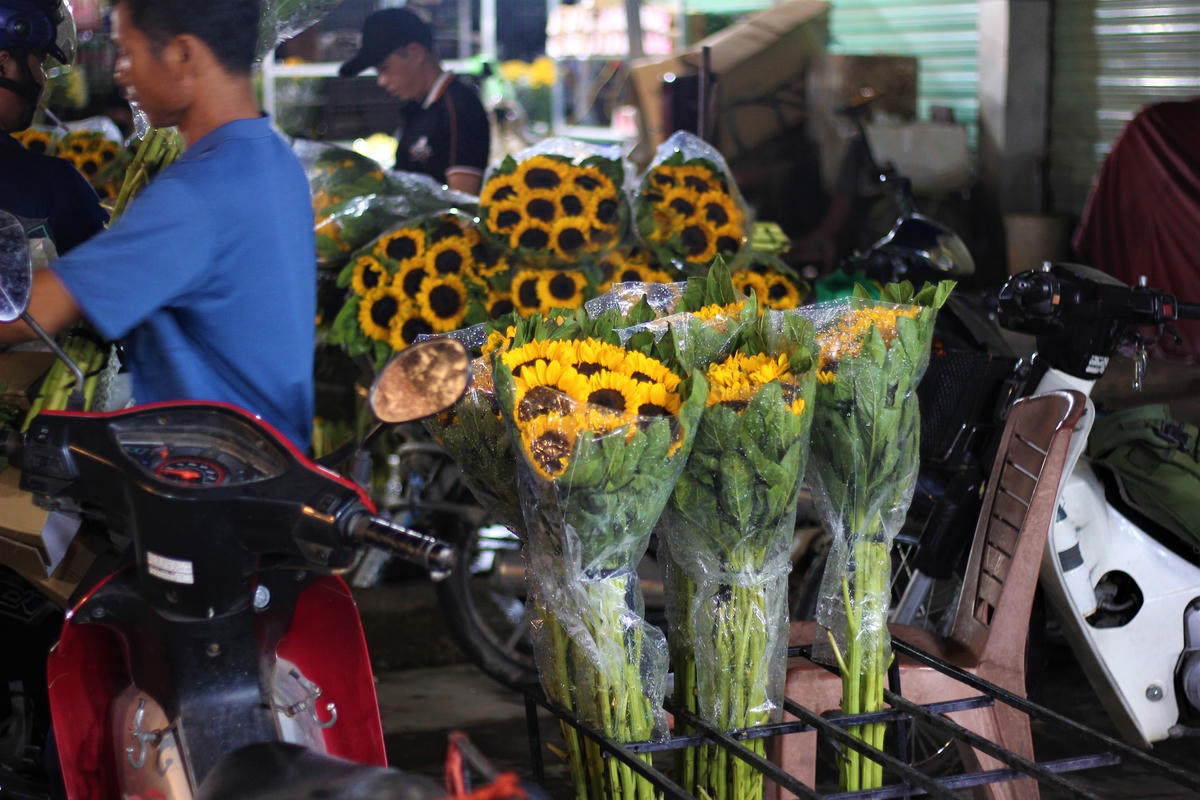 Những chiếc xe chở hoa hướng dương buôn bán tấp nập.  