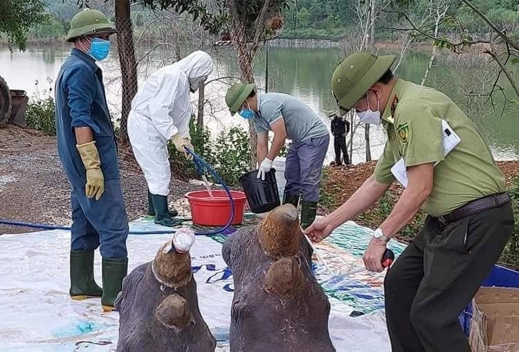 Phần đầu của 6 con tê giác bị chết tại Khu sinh thái Diễn Lâm được lưu giữ.