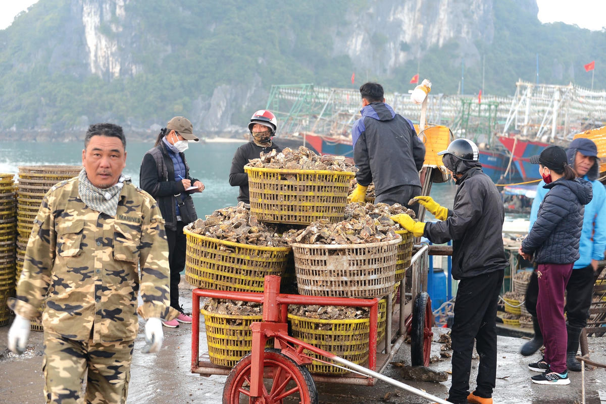 Các loại hải sản được đánh bắt từ khắp các vùng biển xa xôi của Quảng Ninh.  