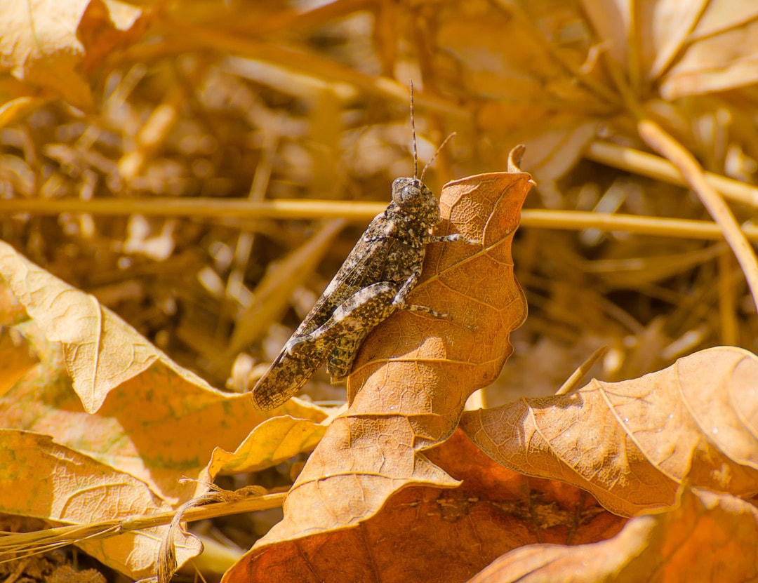 Giữa những chiếc lá mùa thu đang mục nát, bạn sẽ khó có thể phát hiện ra loài châu chấu này.