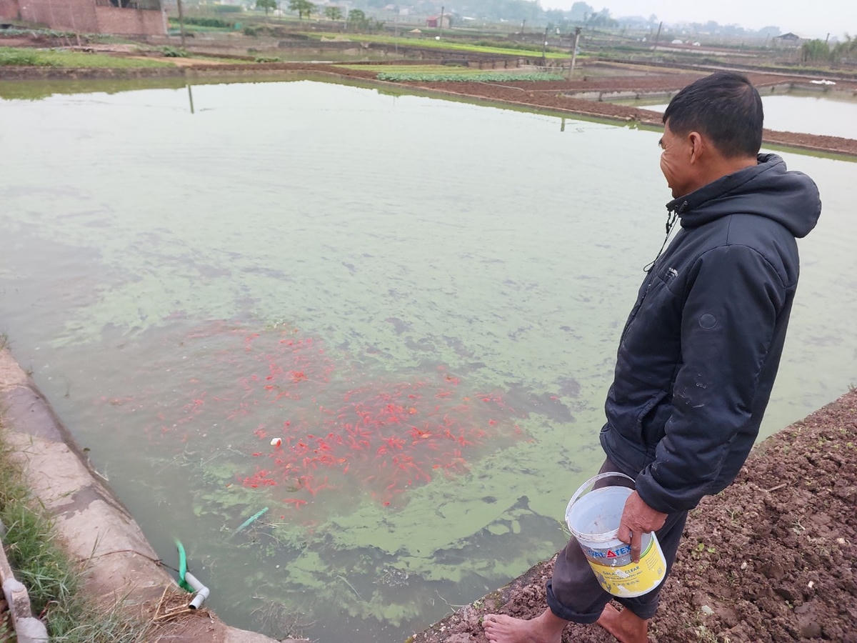 Mọi người bắt đầu ươm cá từ tháng 6, đến khoảng 15 tháng Chạp sẽ tiến hành đánh lưới