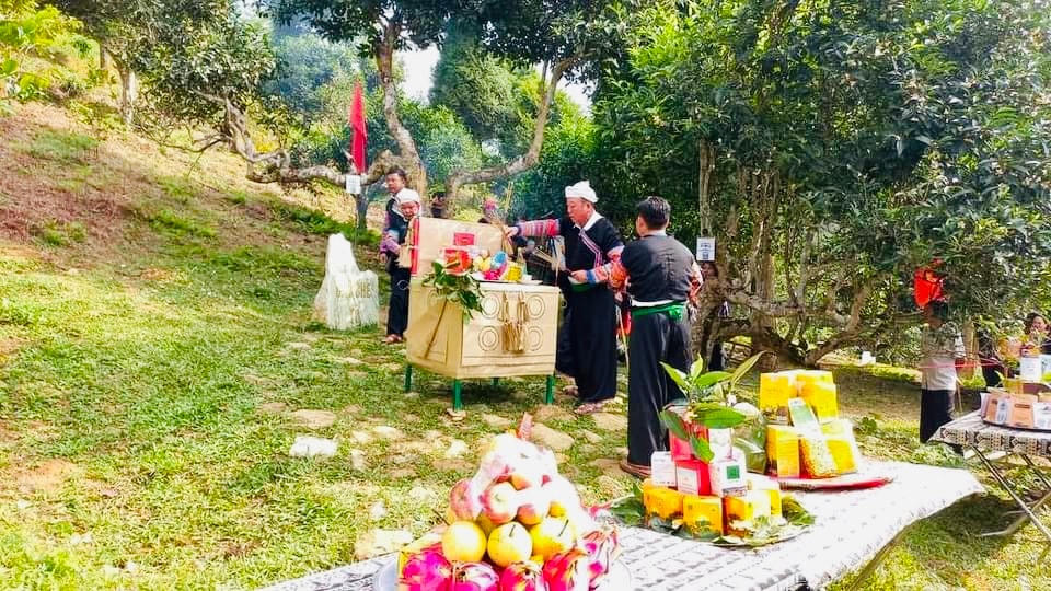 Lễ hội tôn vinh cây chè Shan tuyết cổ thụ Suối Giàng