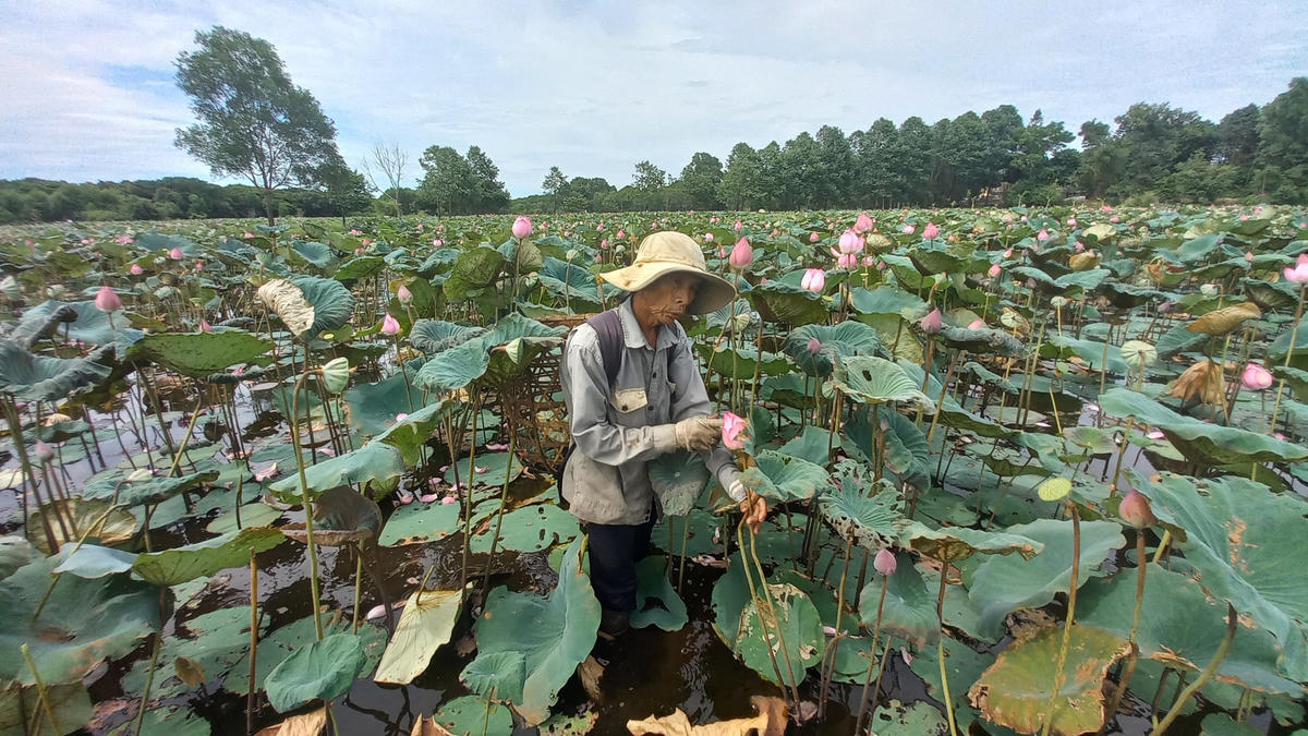Sản lượng sen giảm, nông dân Quảng Trị vẫn... vui