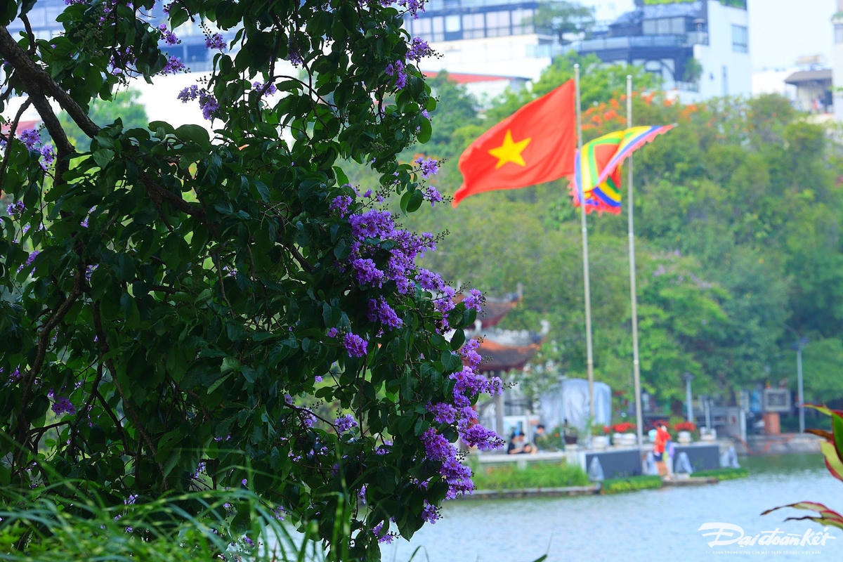 hoa_bang_lang-le-khanh2.jpg
