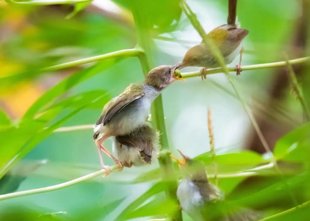 Một loai chim được biết đến ở địa phương là Prenjak đang mớm thức ăn cho đàn con của mình ở tỉnh miền trung Java. Ảnh: WF Sihardian / NurPhoto / REX / Shutterstock.