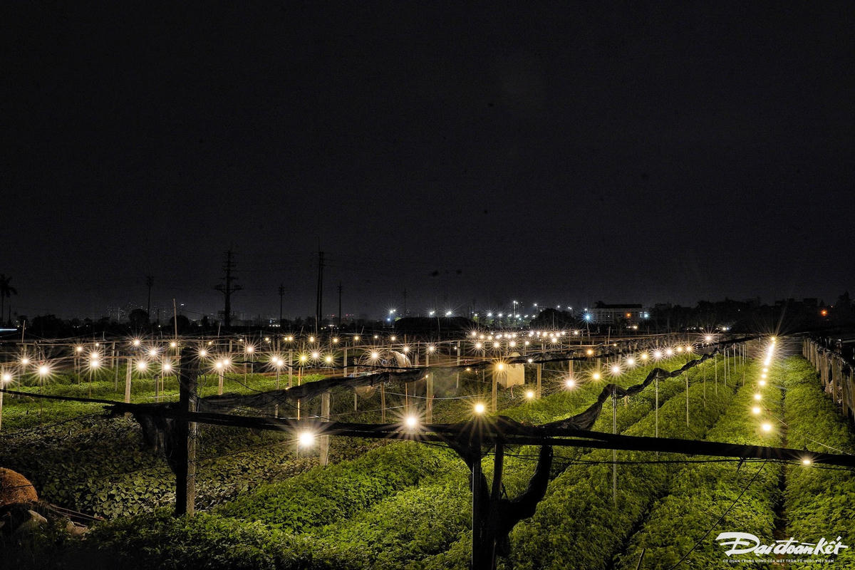 hoa_tet-le-khanh14.jpg