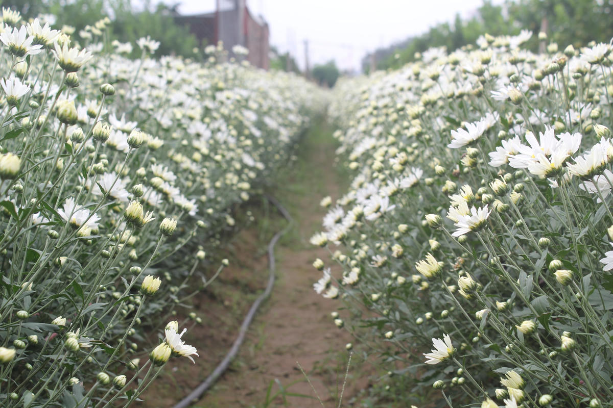 Ở làng hoa Nhật Tân, cúc họa mi được trồng thành luống, bên cạnh những luống hoa đào.  