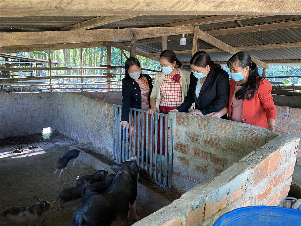 Mô hình nuôi heo sọc dưa của Hội LHPN xã Đăk Dục, huyện Ngọc Hồi đã và đang giúp hội viên phụ nữ có thu nhập ổn định.