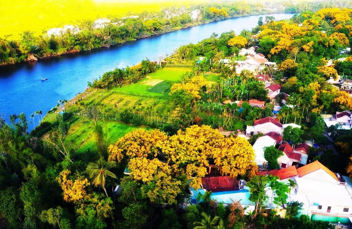 Làng sưa Hòa Hương, TP Tam Kỳ, Quảng Nam.