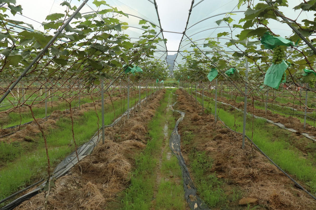 Cây nho được trồng thành các luống, có hệ thống mái xe và phun nước.