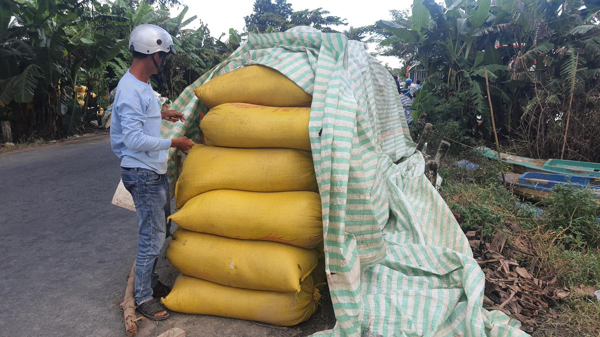 Công ty nói không có tiền xuống mua, trong khi thương lái đặt cọc nông dân, phải ráng kiếm máy cắt lúa cho dân rồi bán tháo chịu lỗ một kg lúa vài trăm đồng.