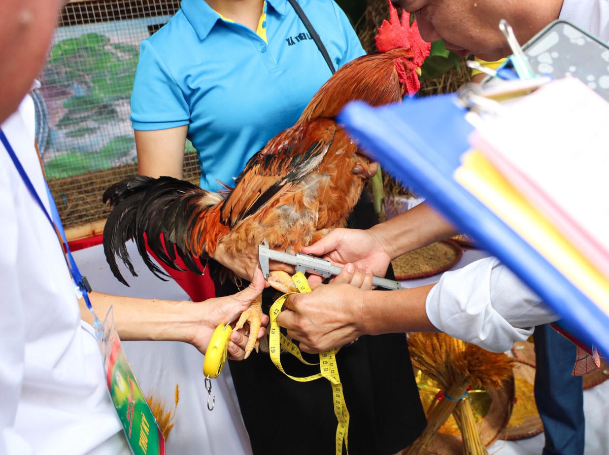 Phần kiểm tra chiều dài cựa móng gà là một trong những phần quan trọng để lựa chọn ra chú gà đạt chuẩn.