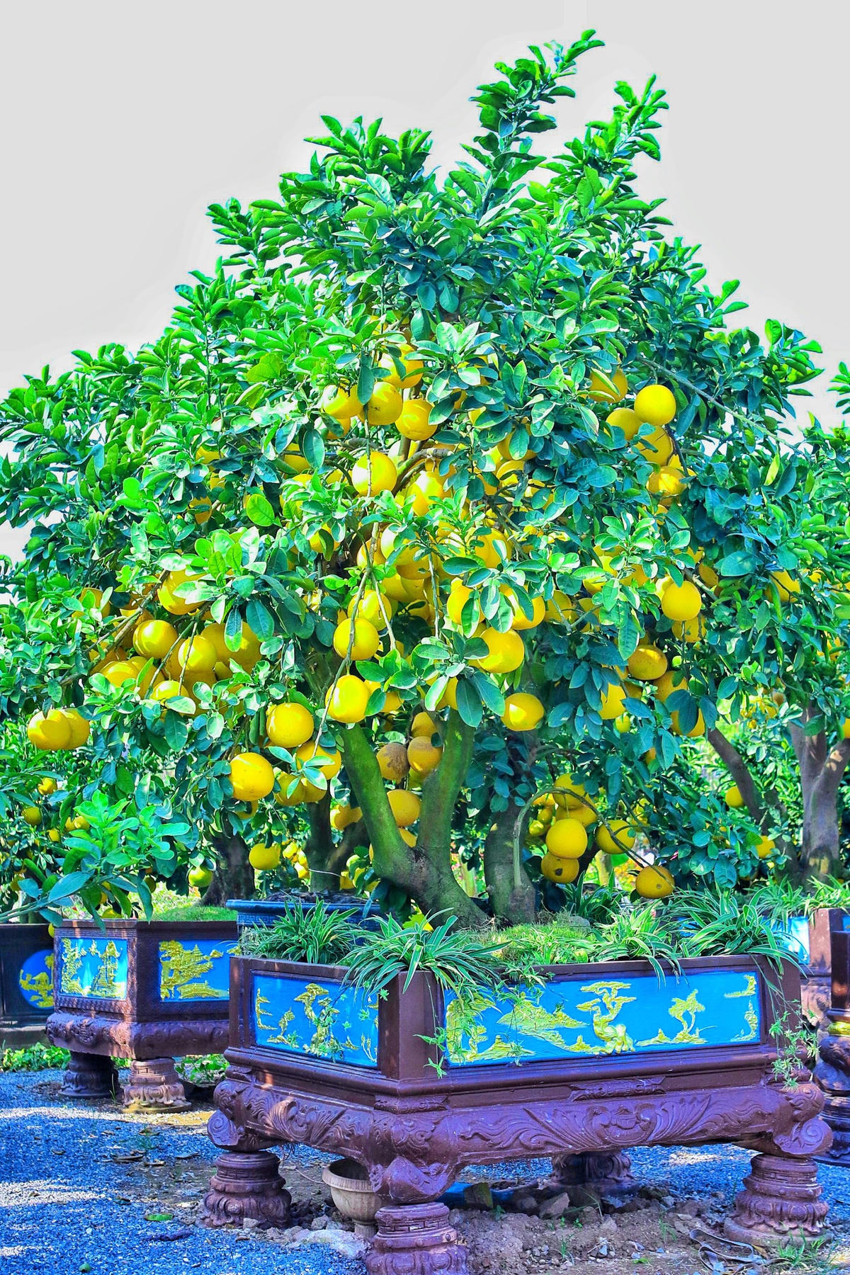 Cây bưởi trưng bày trong dịp Tết vừa mang vẻ đẹp vừa thể hiện sự kỳ vọng của gia chủ cho một năm nhiều may mắn, sung túc.