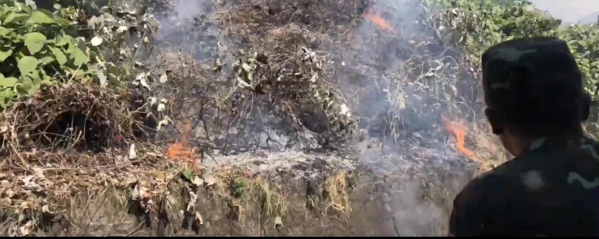 Khu vực rừng bị cháy chủ yếu là cây bụi và dây bìm leo.