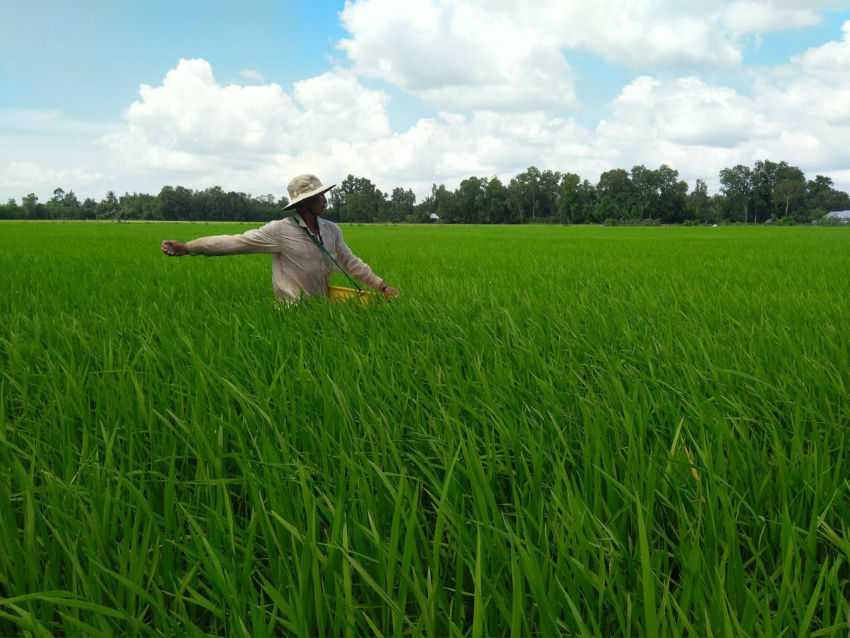 Giá phân bón giảm mạnh giúp người nông dân yên tâm sản xuất.