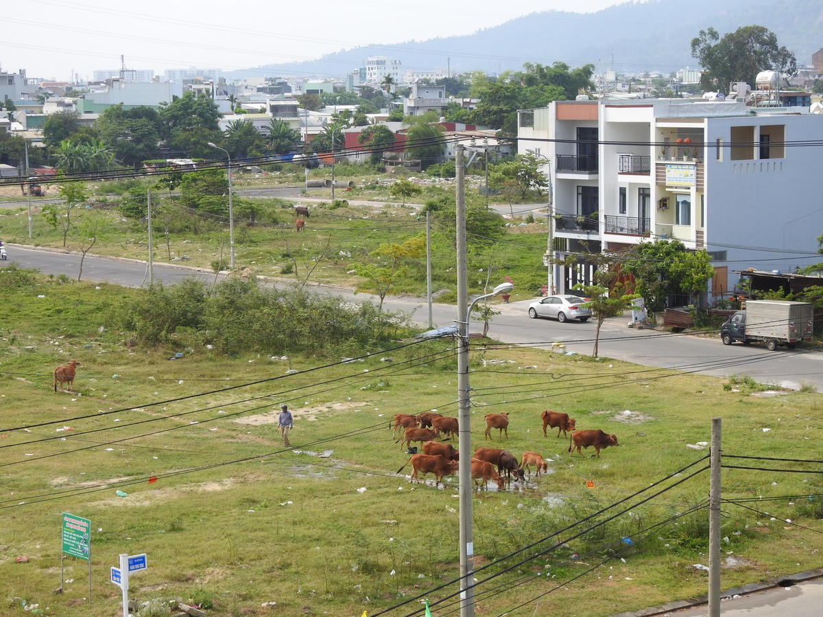 Đà Nẵng: Bò thả rông nghênh ngang trên đường phố, 'khủng bố' khu dân cư 