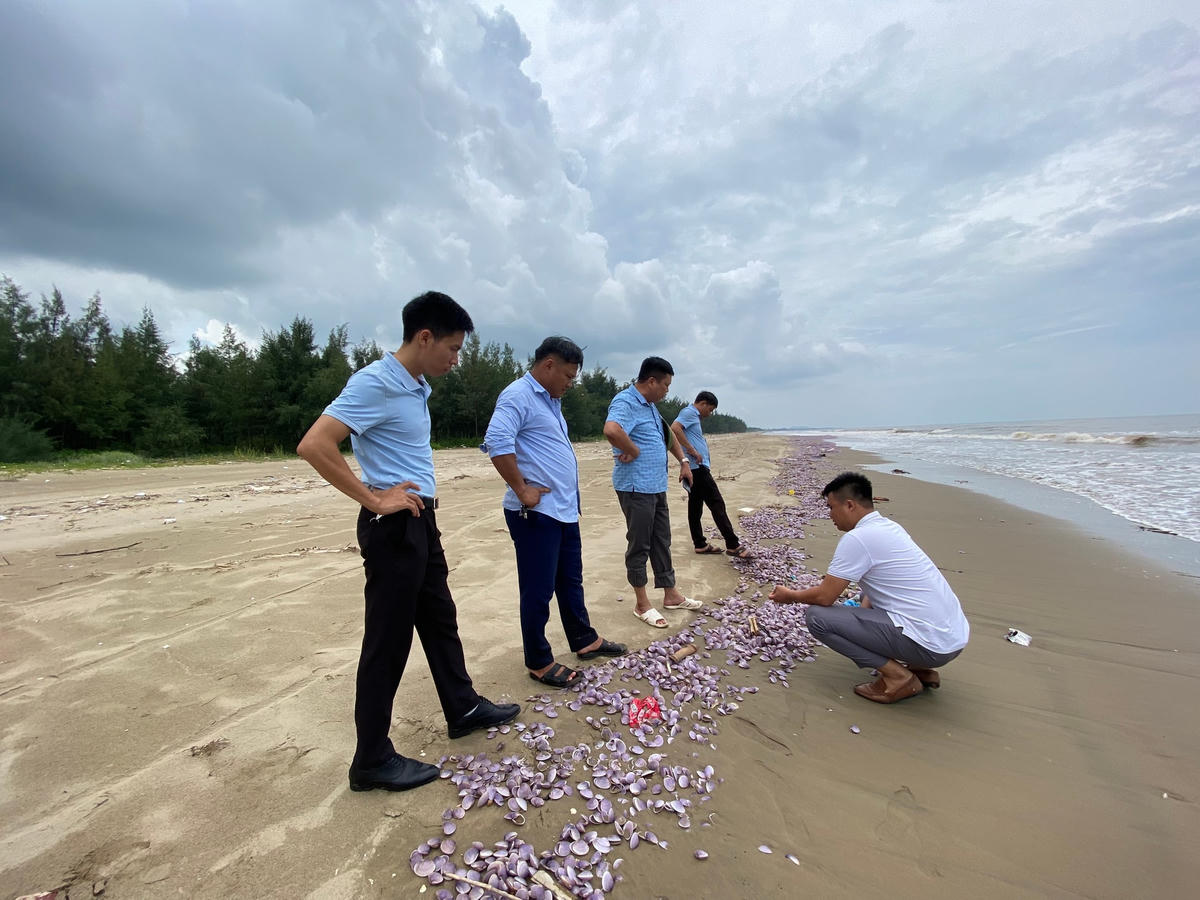 "Năm nào cũng vậy, cứ tới tháng 7, tháng 8 là xuất hiện ngao trôi dạt vào. Có thể, giai đoạn này mưa nhiều nên độ mặn nước ở cửa sông vùng biển Nghi Sơn giảm sút, khiến cho ngao bị yếu hoặc chết, sau đó bị sóng cuốn vào bờ", ông Lê Bá Hải thông tin.