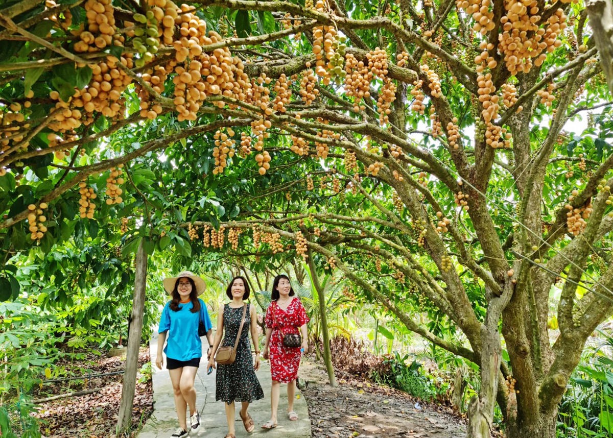 Du lịch miệt vườn miền Tây đang dần hấp dẫn du khách. Ảnh: Hàm Yên
