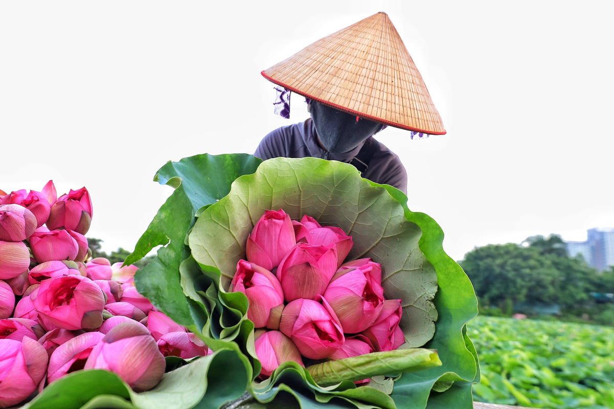 Hoa sen sau khi thu hoạch được phân loại trên bờ để bán cho những người đến tận đầm tìm mua về làm trà sen. Được biết, mỗi đơn hàng thường khoảng 100-200 bông và thậm chí lên tới 500 bông, hầu hết sen được bán cho khách buôn đặt từ trước, do đó để bán cho khách lẻ gần như không có nhiều.