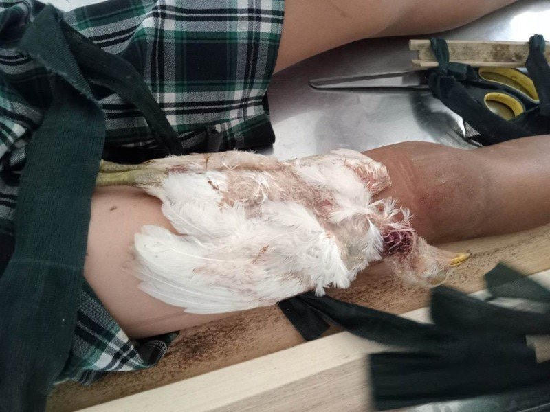 Em K. được bó vết thương bằng con gà trắng. 