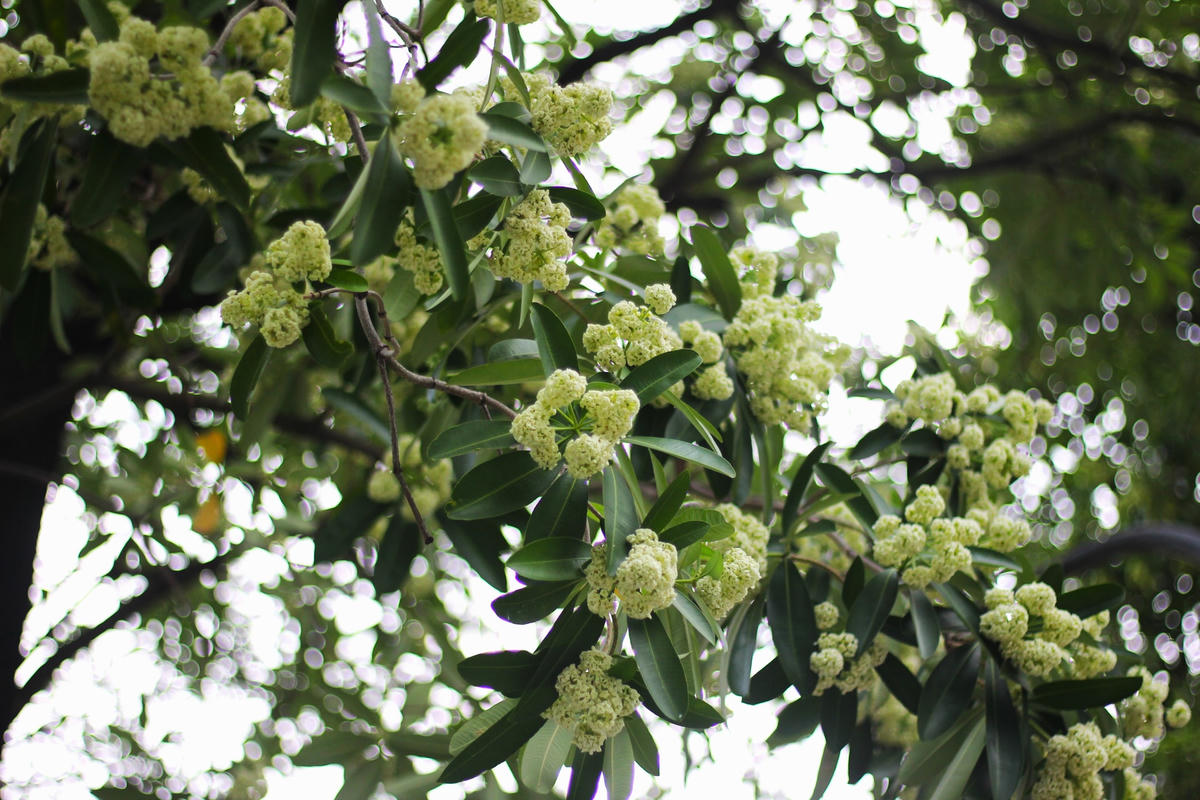 Mùa thu, hoa sữa lại về như một cái hẹn mỗi năm.